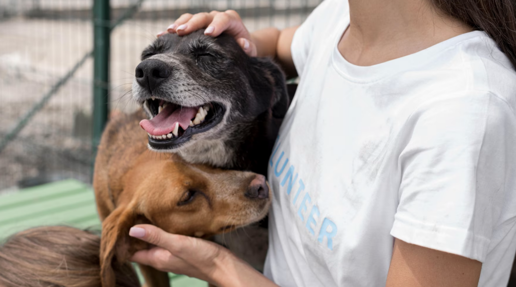 A woman playing with cure rescue dogs at a shelter
